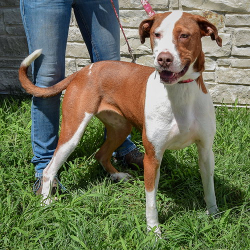 Ruby, an adoptable American Staffordshire Terrier / Vizsla / Mixed at Animal House Shelter — photo 4