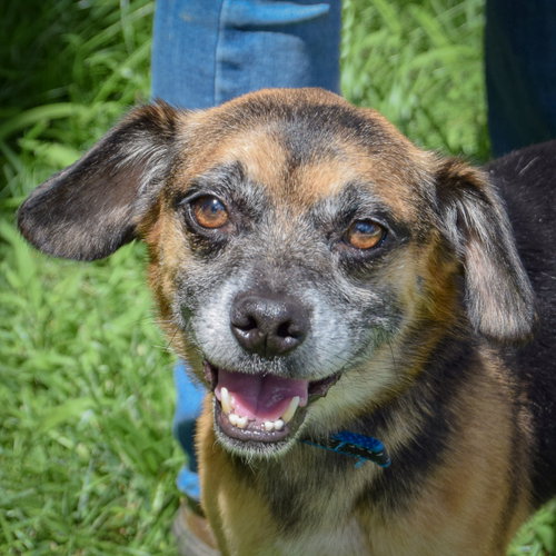 Tucker, Pug / Dachshund / Mixed