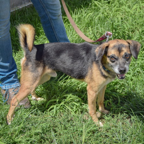 Tucker, an adoptable Pug / Dachshund / Mixed at Animal House Shelter — photo 2