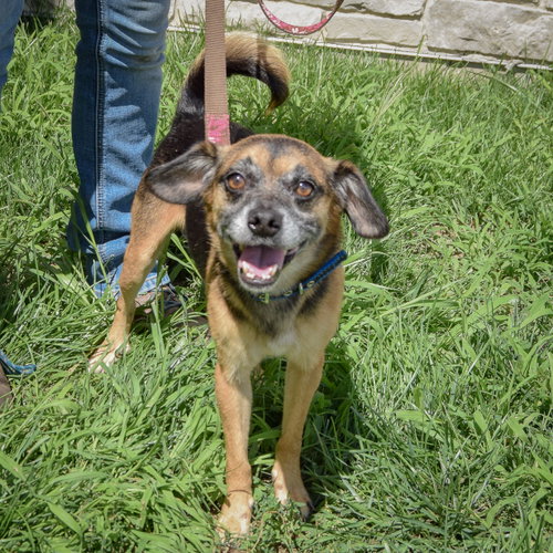 Tucker, an adoptable Pug / Dachshund / Mixed at Animal House Shelter — photo 3
