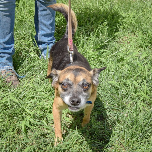 Tucker, an adoptable Pug / Dachshund / Mixed at Animal House Shelter — photo 4