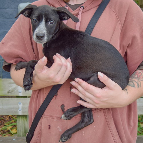 Prue, an adoptable Australian Cattle Dog/Blue Heeler / German Shorthaired Pointer / Mixed at Animal House Shelter — photo 2