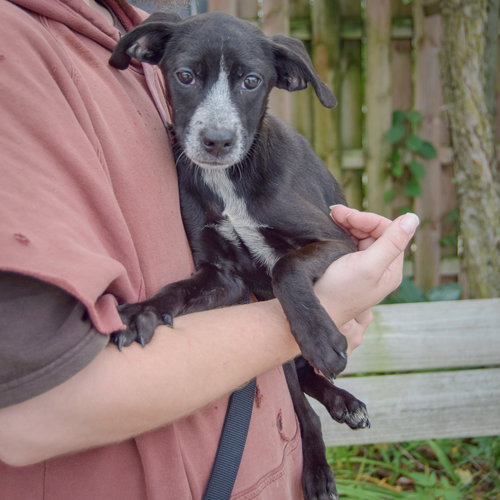 Prue, an adoptable Australian Cattle Dog/Blue Heeler / German Shorthaired Pointer / Mixed at Animal House Shelter — photo 3