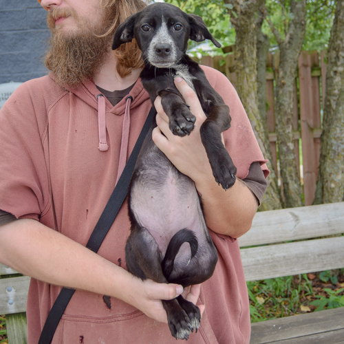 Prue, an adoptable Australian Cattle Dog/Blue Heeler / German Shorthaired Pointer / Mixed at Animal House Shelter — photo 4