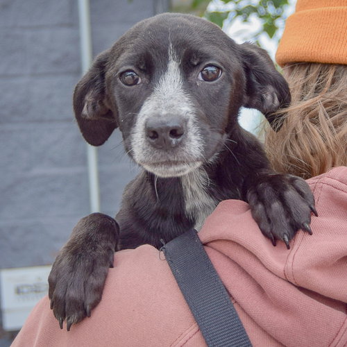 Prue, an adoptable Australian Cattle Dog/Blue Heeler / German Shorthaired Pointer / Mixed at Animal House Shelter — photo 5