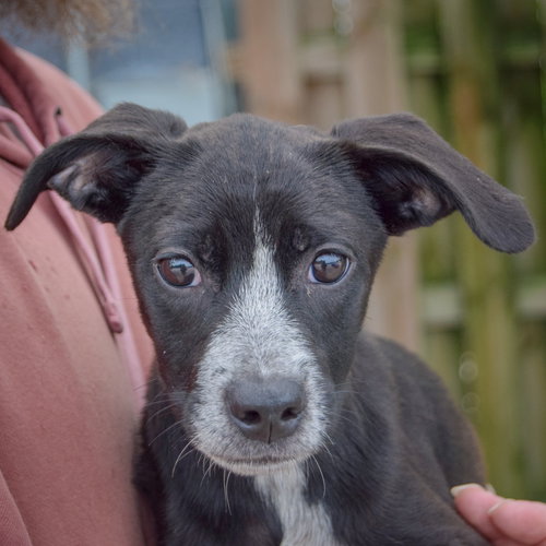Prue, Australian Cattle Dog/Blue Heeler / German Shorthaired Pointer / Mixed