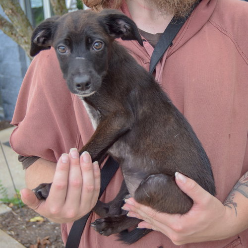 Spencer, an adoptable Australian Cattle Dog/Blue Heeler / German Shorthaired Pointer / Mixed at Animal House Shelter — photo 2
