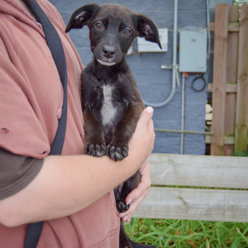 Spencer, an adoptable Australian Cattle Dog/Blue Heeler / German Shorthaired Pointer / Mixed at Animal House Shelter — photo 3