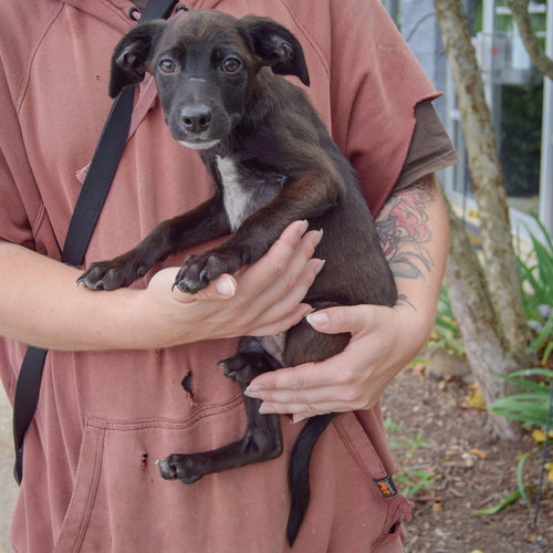 Spencer, an adoptable Australian Cattle Dog/Blue Heeler / German Shorthaired Pointer / Mixed at Animal House Shelter — photo 4