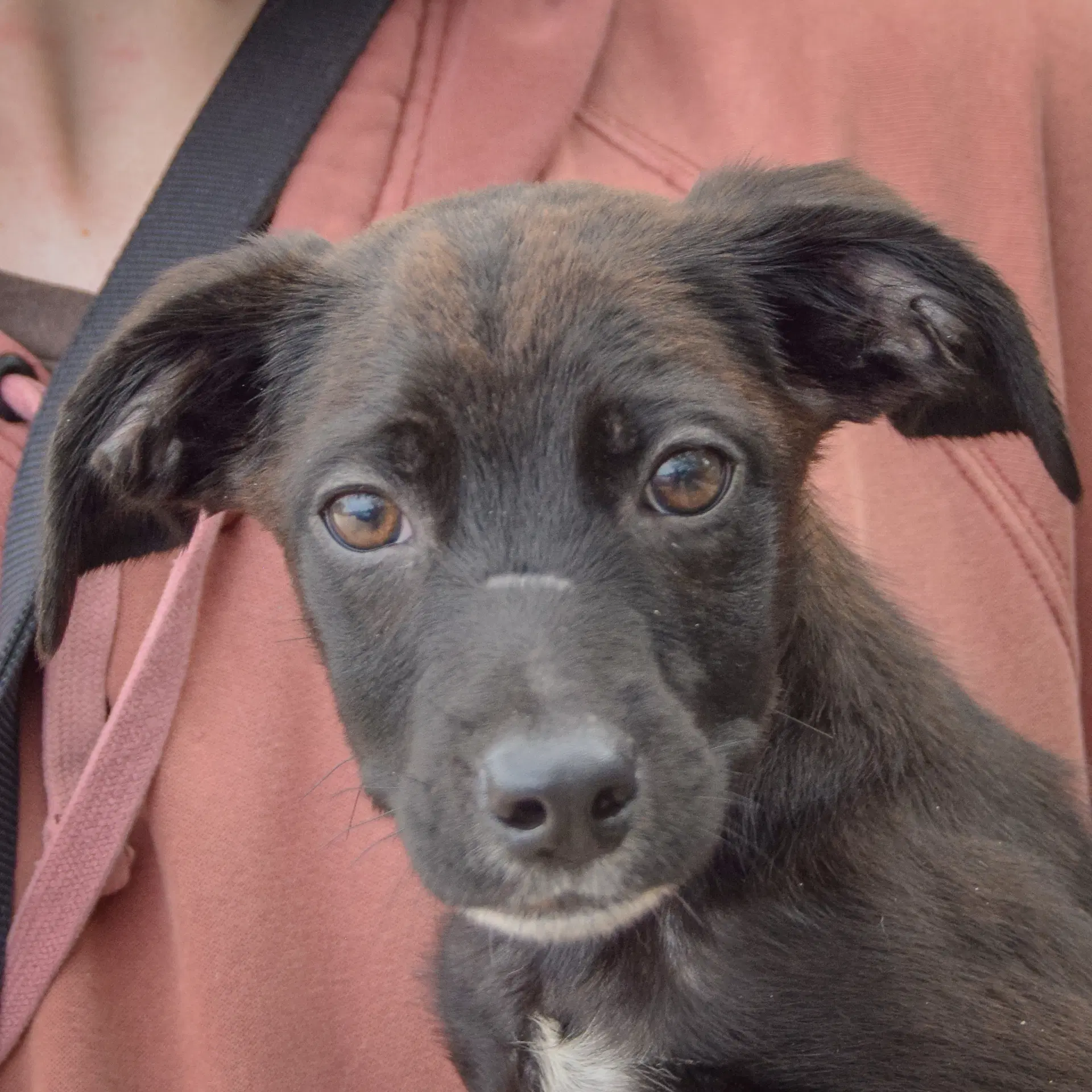 Spencer - Australian Cattle Dog/Blue Heeler