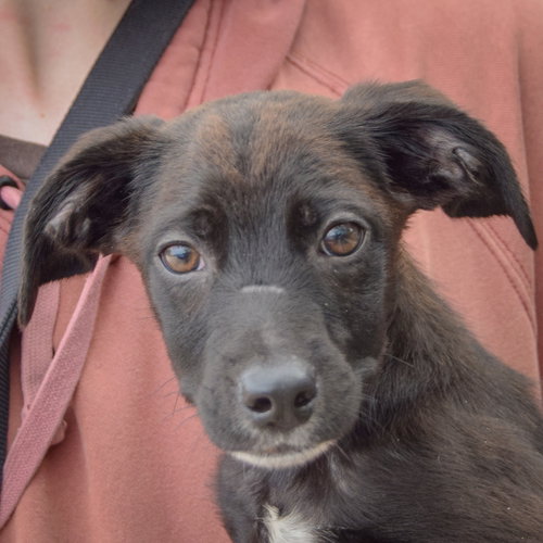Spencer, Australian Cattle Dog/Blue Heeler / German Shorthaired Pointer / Mixed