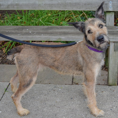 Lovely, an adoptable Bouvier des Flandres / Schnauzer / Mixed at Animal House Shelter — photo 8