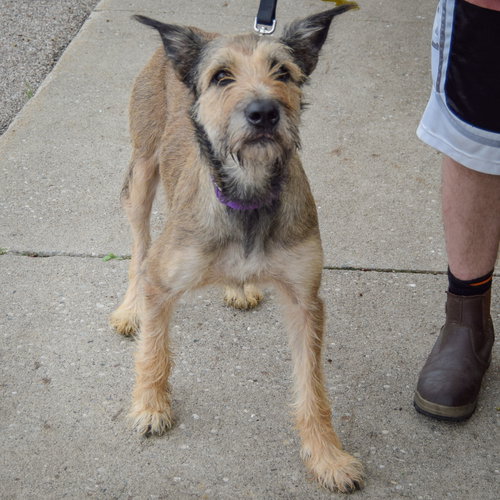 Lovely, an adoptable Bouvier des Flandres / Schnauzer / Mixed at Animal House Shelter — photo 9