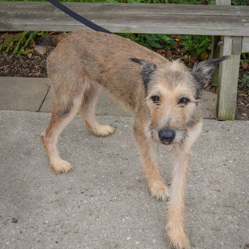 Lovely, an adoptable Bouvier des Flandres / Schnauzer / Mixed at Animal House Shelter — photo 10