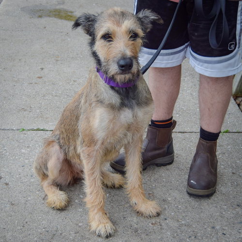 Lovely, an adoptable Bouvier des Flandres / Schnauzer / Mixed at Animal House Shelter — photo 11