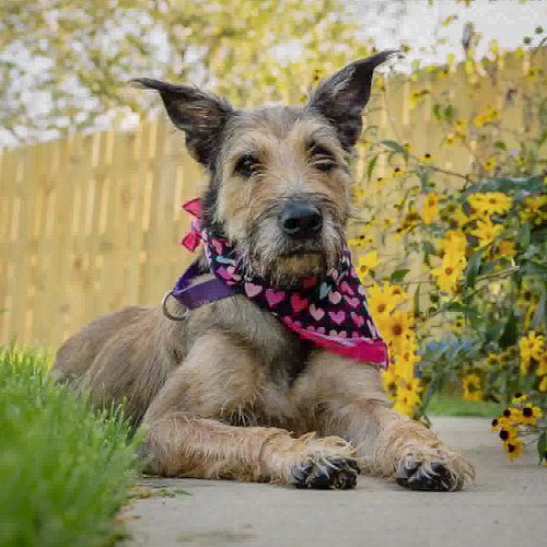 Lovely, Bouvier des Flandres / Schnauzer / Mixed