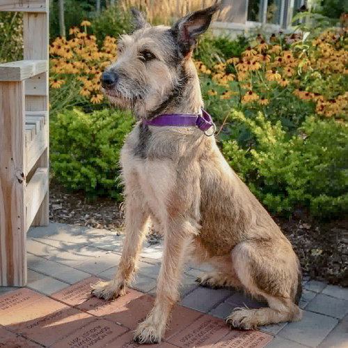 Lovely, an adoptable Bouvier des Flandres / Schnauzer / Mixed at Animal House Shelter — photo 2