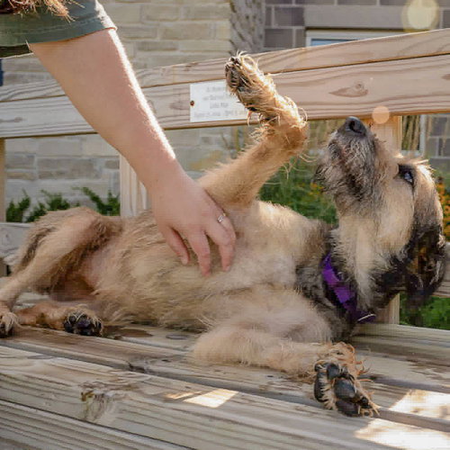 Lovely, an adoptable Bouvier des Flandres / Schnauzer / Mixed at Animal House Shelter — photo 4