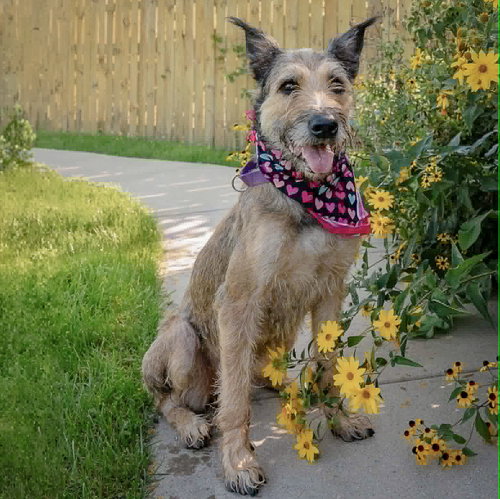 Lovely, an adoptable Bouvier des Flandres / Schnauzer / Mixed at Animal House Shelter — photo 5