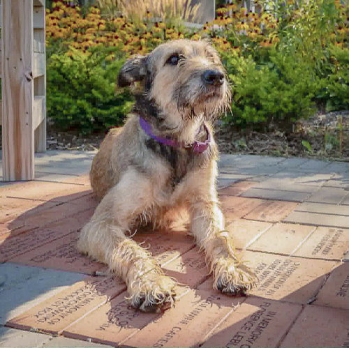 Lovely, an adoptable Bouvier des Flandres / Schnauzer / Mixed at Animal House Shelter — photo 6