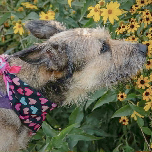 Lovely, an adoptable Bouvier des Flandres / Schnauzer / Mixed at Animal House Shelter — photo 7