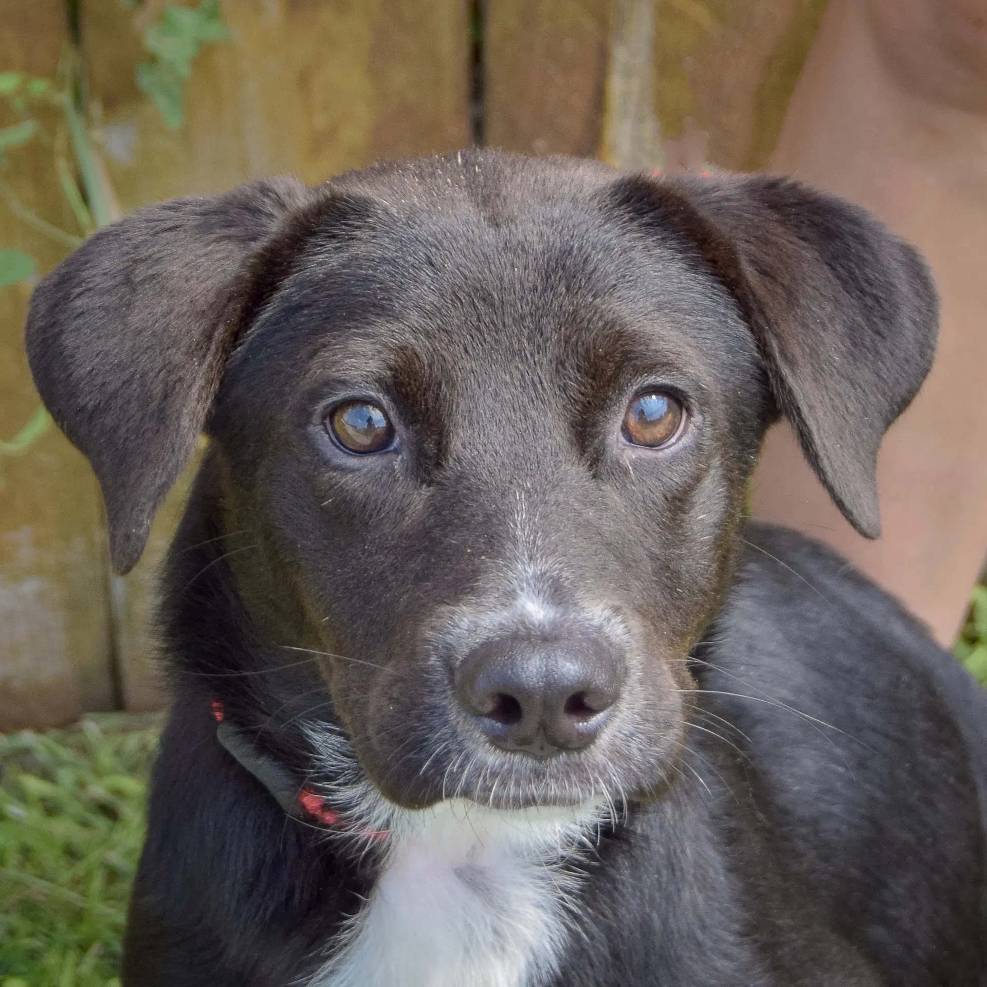 Gabby - Border Collie