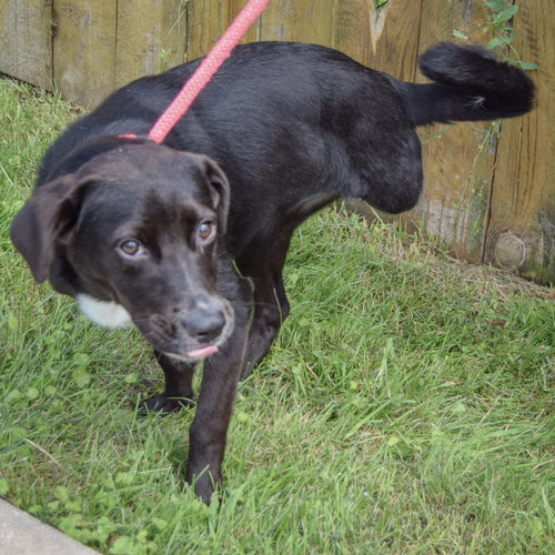 Gabby, an adoptable Border Collie / Labrador Retriever / Mixed at Animal House Shelter — photo 3