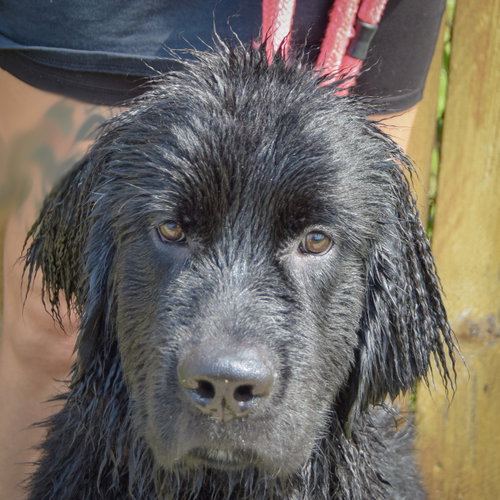 Tank, an adoptable Newfoundland Dog at Animal House Shelter — photo 9