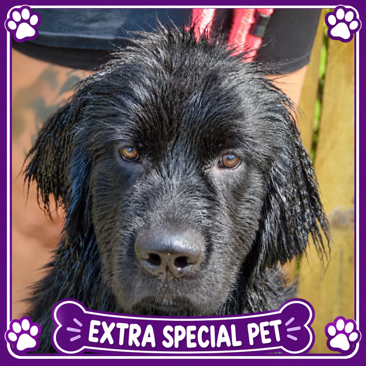 Tank - Newfoundland Dog