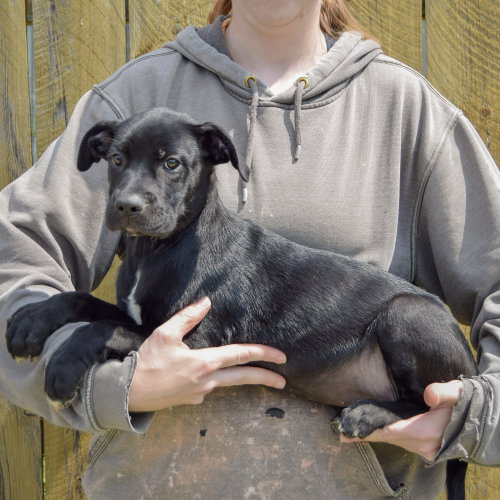 Blackberry, an adoptable Boxer / Black Labrador Retriever / Mixed at Animal House Shelter — photo 2