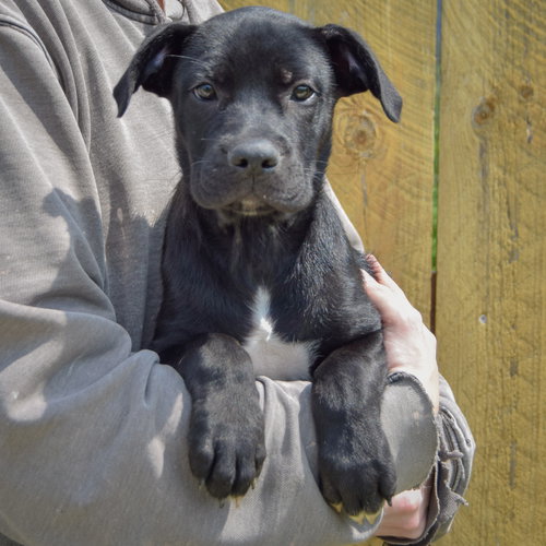 Blackberry, an adoptable Boxer / Black Labrador Retriever / Mixed at Animal House Shelter — photo 3
