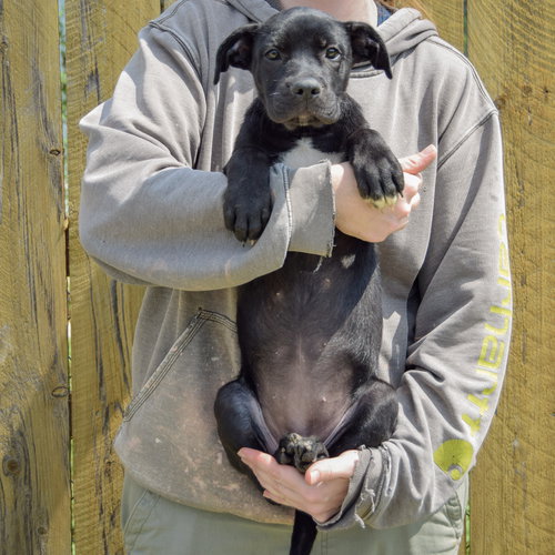 Blackberry, an adoptable Boxer / Black Labrador Retriever / Mixed at Animal House Shelter — photo 4