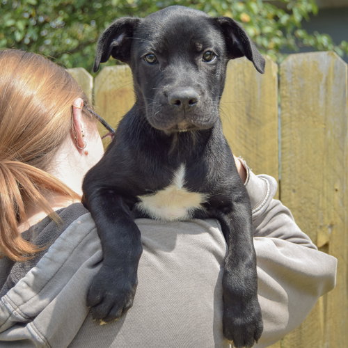 Blackberry, an adoptable Boxer / Black Labrador Retriever / Mixed at Animal House Shelter — photo 5