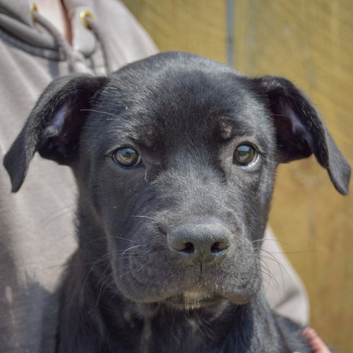 Blackberry, Boxer / Black Labrador Retriever / Mixed