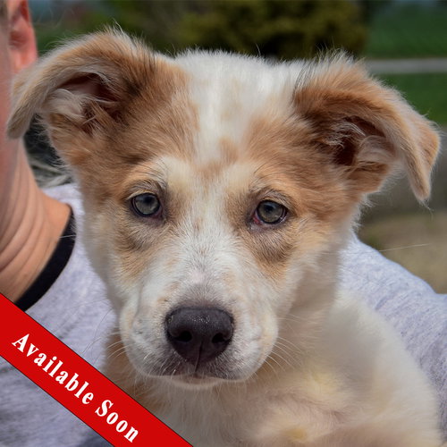 Jozie May, Australian Shepherd / Collie / Mixed