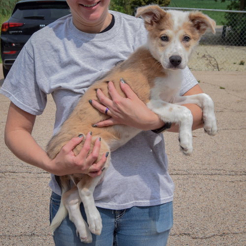 Jozie May, an adoptable Australian Shepherd / Collie / Mixed at Animal House Shelter — photo 2