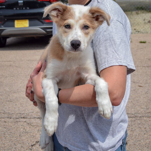 Jozie May, an adoptable Australian Shepherd / Collie / Mixed at Animal House Shelter — photo 3