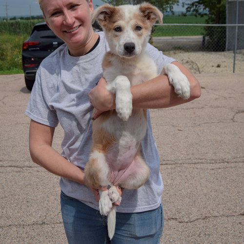 Jozie May, an adoptable Australian Shepherd / Collie / Mixed at Animal House Shelter — photo 4