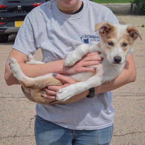 Jozie May, an adoptable Australian Shepherd / Collie / Mixed at Animal House Shelter — photo 5