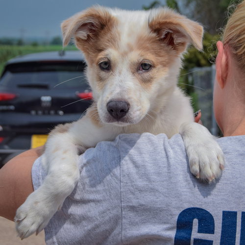 Jozie May, an adoptable Australian Shepherd / Collie / Mixed at Animal House Shelter — photo 6