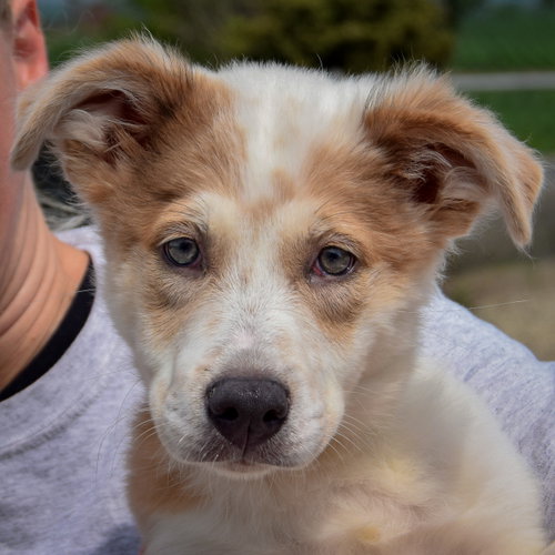 Jozie May, an adoptable Australian Shepherd / Collie / Mixed at Animal House Shelter — photo 7