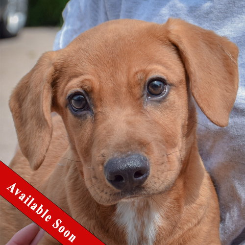 Rover, Labrador Retriever / Basset Hound / Mixed