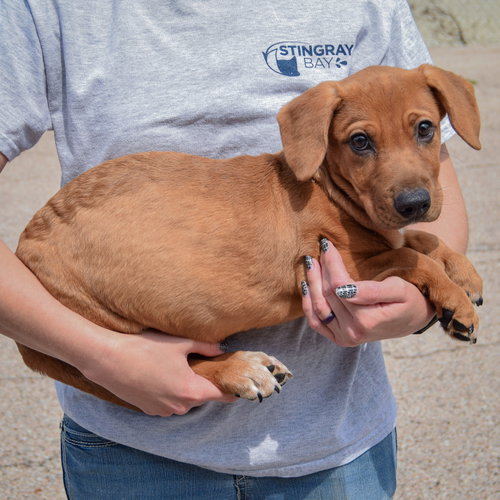 Rover, an adoptable Labrador Retriever / Basset Hound / Mixed at Animal House Shelter — photo 2