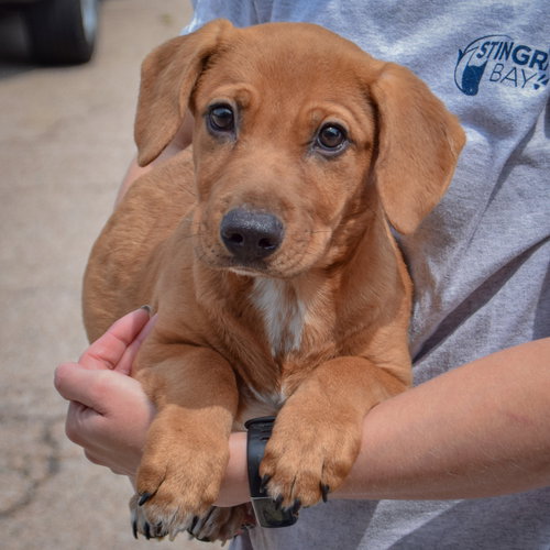Rover, an adoptable Labrador Retriever / Basset Hound / Mixed at Animal House Shelter — photo 3
