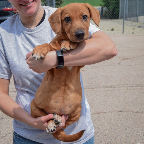 Rover, an adoptable Labrador Retriever / Basset Hound / Mixed at Animal House Shelter — photo 4