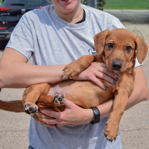 Rover, an adoptable Labrador Retriever / Basset Hound / Mixed at Animal House Shelter — photo 5