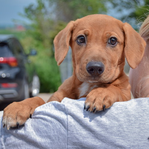 Rover, an adoptable Labrador Retriever / Basset Hound / Mixed at Animal House Shelter — photo 6