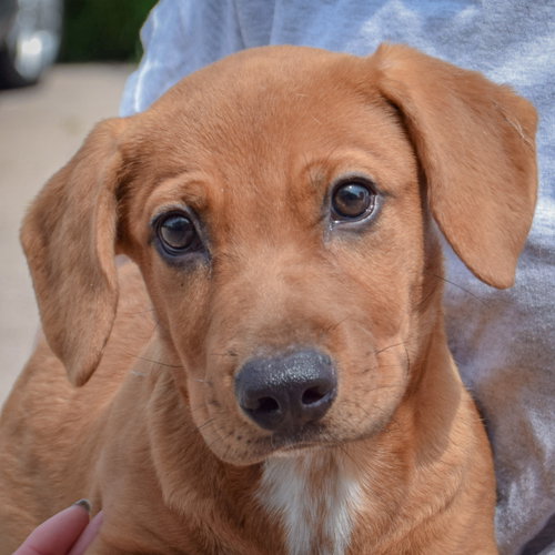 Rover, an adoptable Labrador Retriever / Basset Hound / Mixed at Animal House Shelter — photo 7