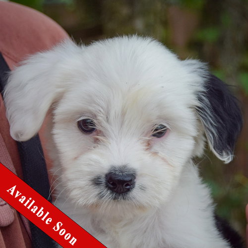 Ducky, Poodle (unknown type) / Wirehaired Fox Terrier / Mixed