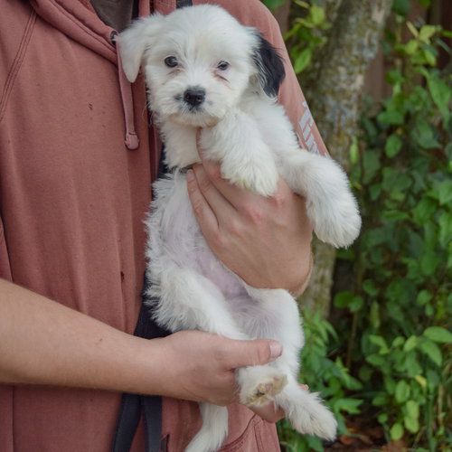 Ducky, an adoptable Poodle (unknown type) / Wirehaired Fox Terrier / Mixed at Animal House Shelter — photo 2